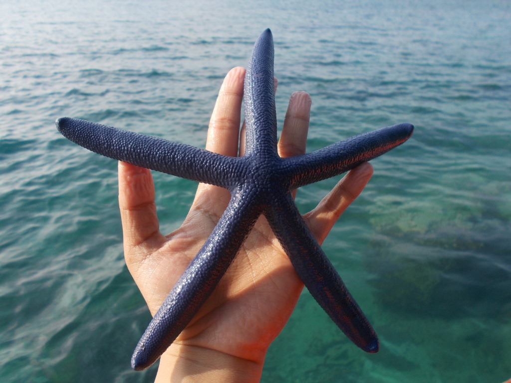Meet blue. UBP-1 Starfish. Blue met.